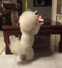 吃瓜小比熊,揭秘娱乐圈的甜蜜瓜田