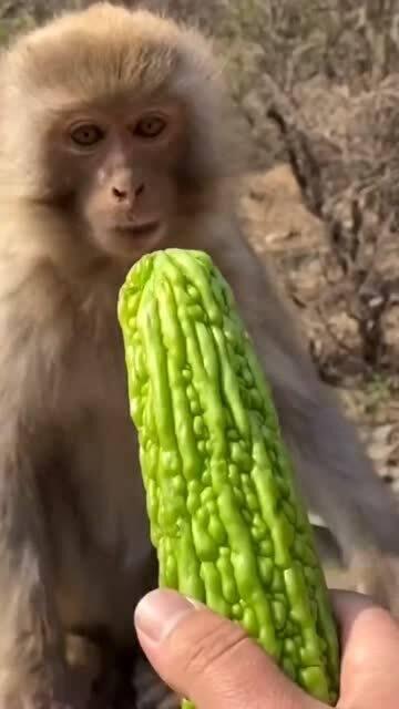 吃瓜吃出猴样,从吃瓜到猴样,揭秘网络热词背后的文化现象