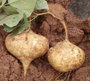 早孕可以吃土瓜,天然滋补，呵护母婴健康